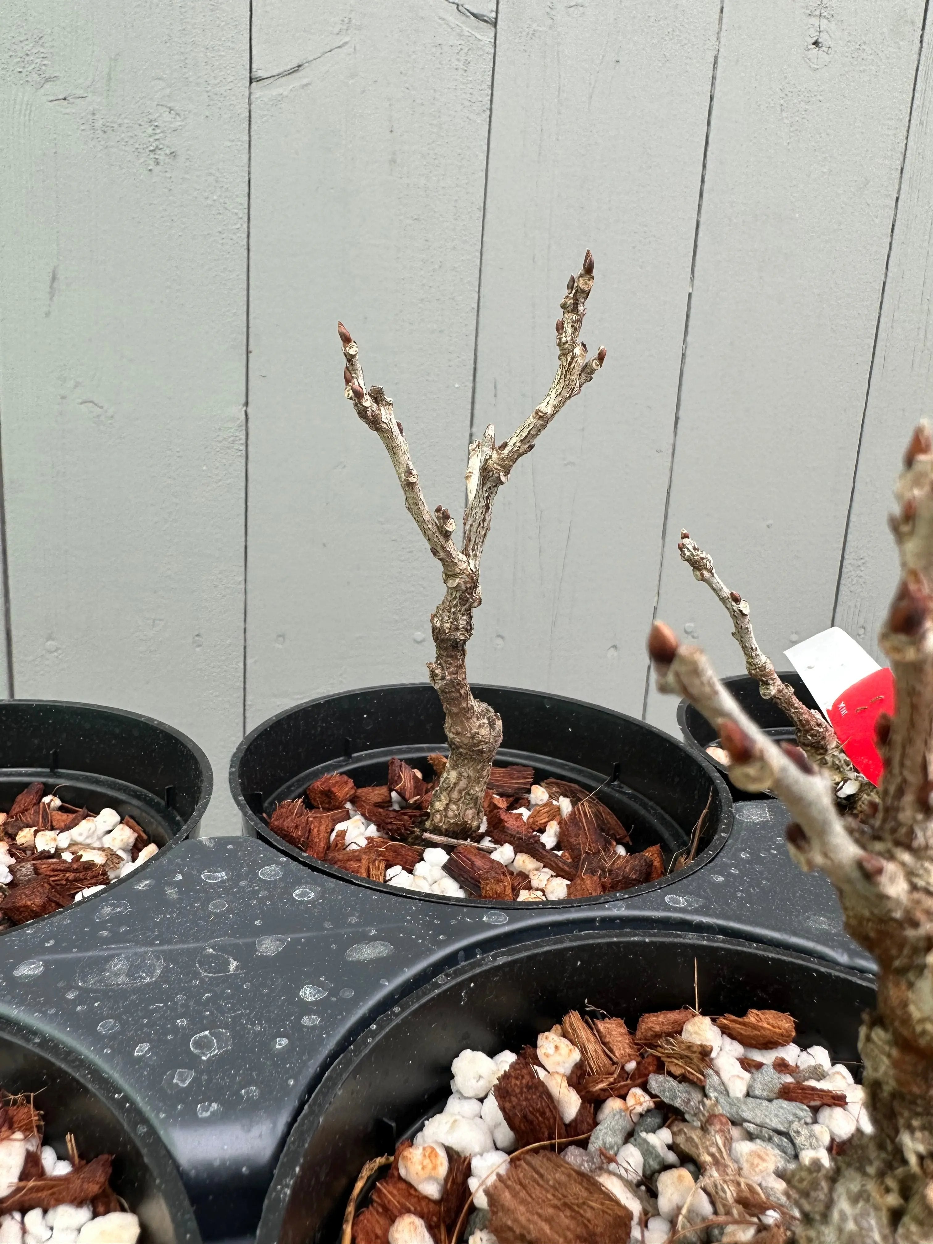 Wisteria F. (grafted) Canada Bonsai
