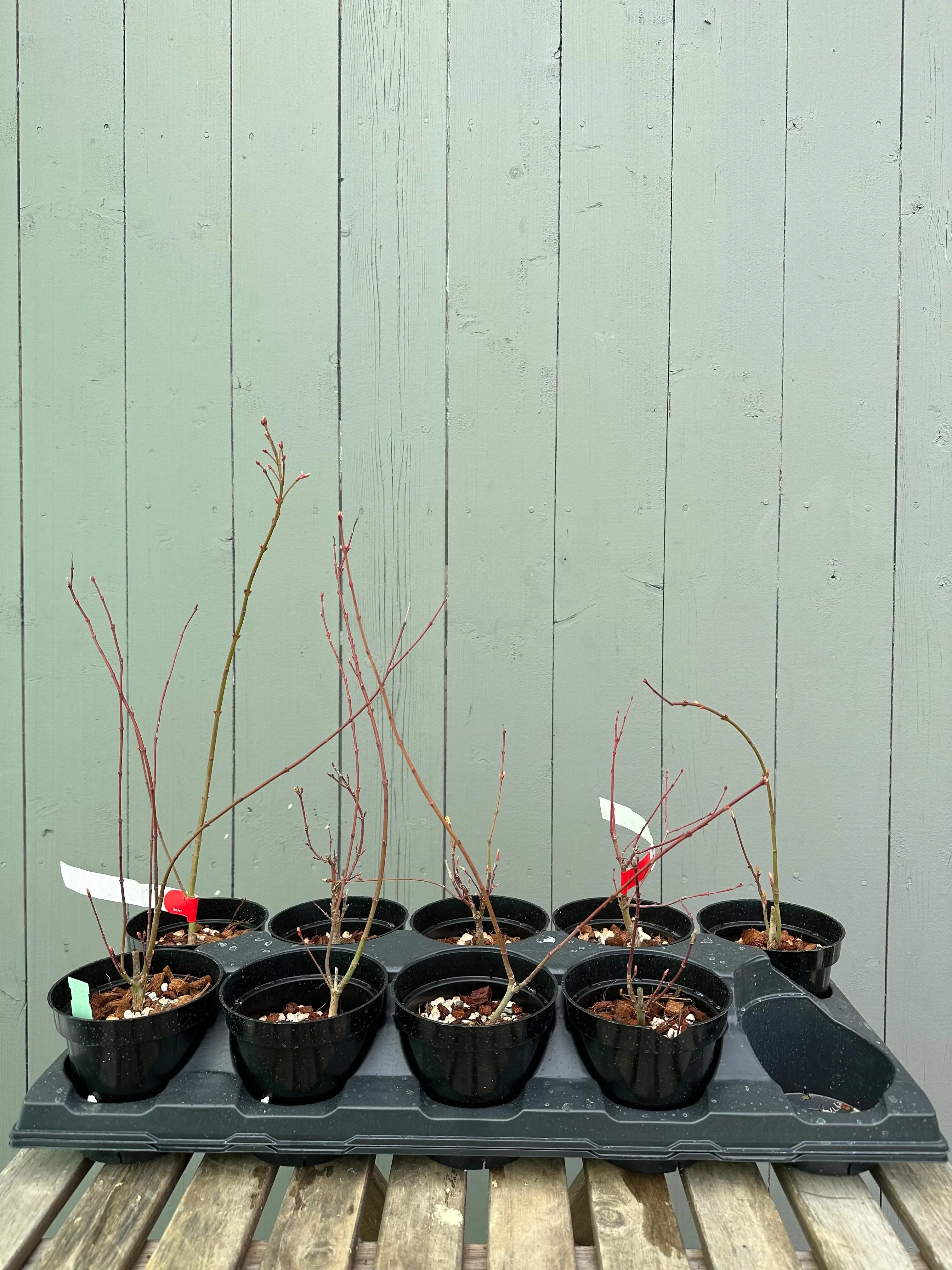 Japanese Maple 'Katsura' Canada Bonsai