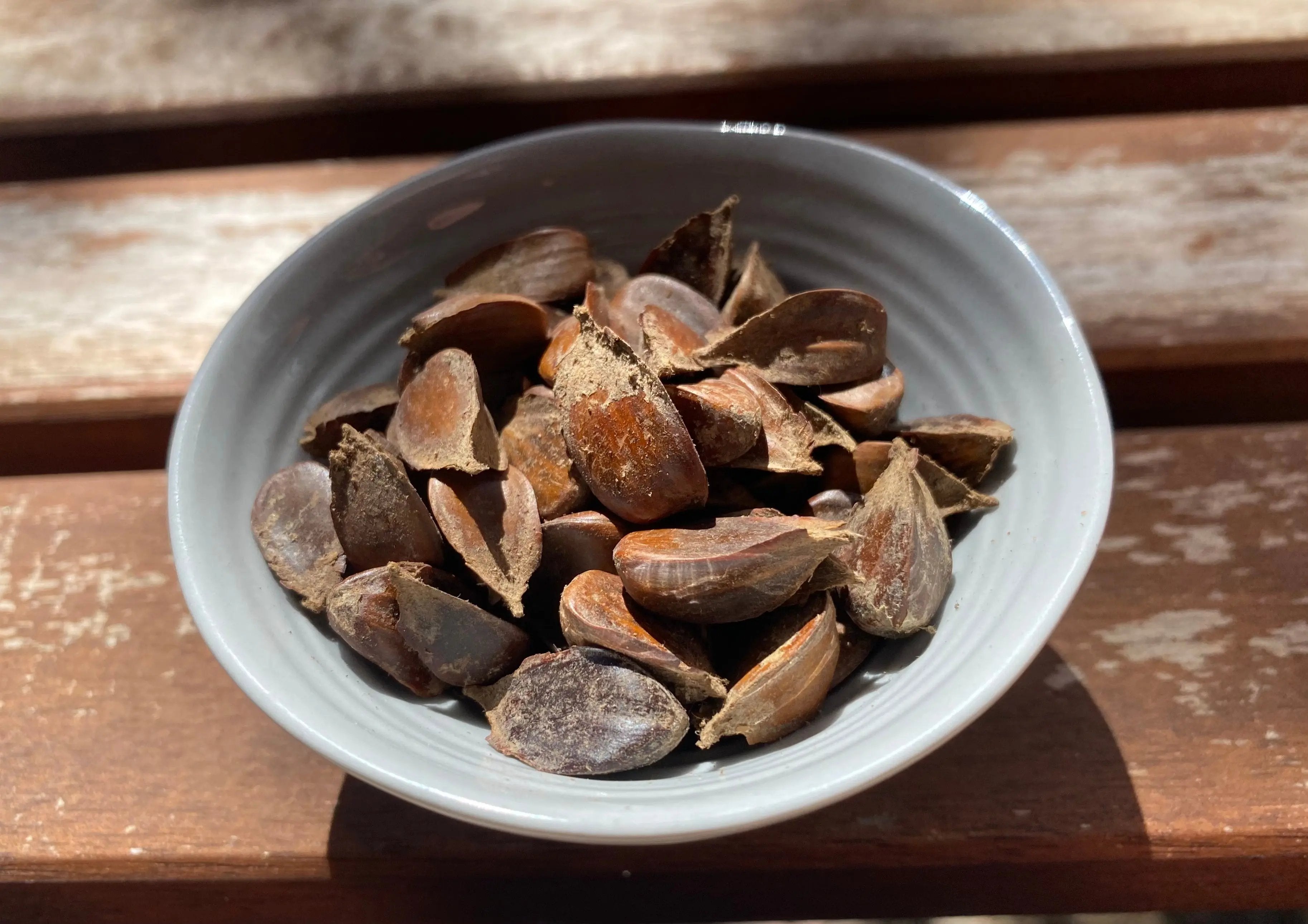 Fagus sylvatica (European Beech) CB Seeds