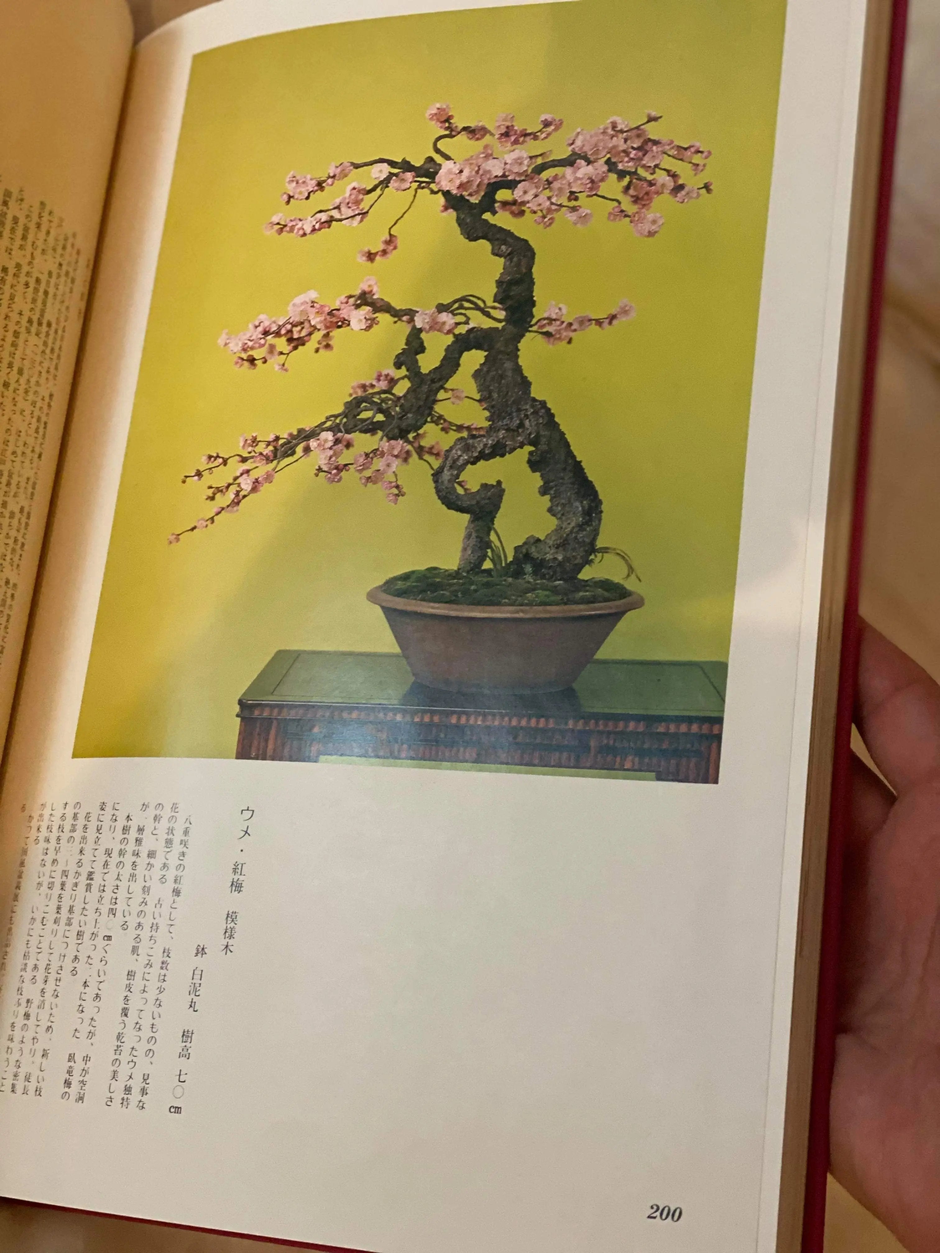 Broad Leaf Bonsai Masterpiece (signed) CB Books
