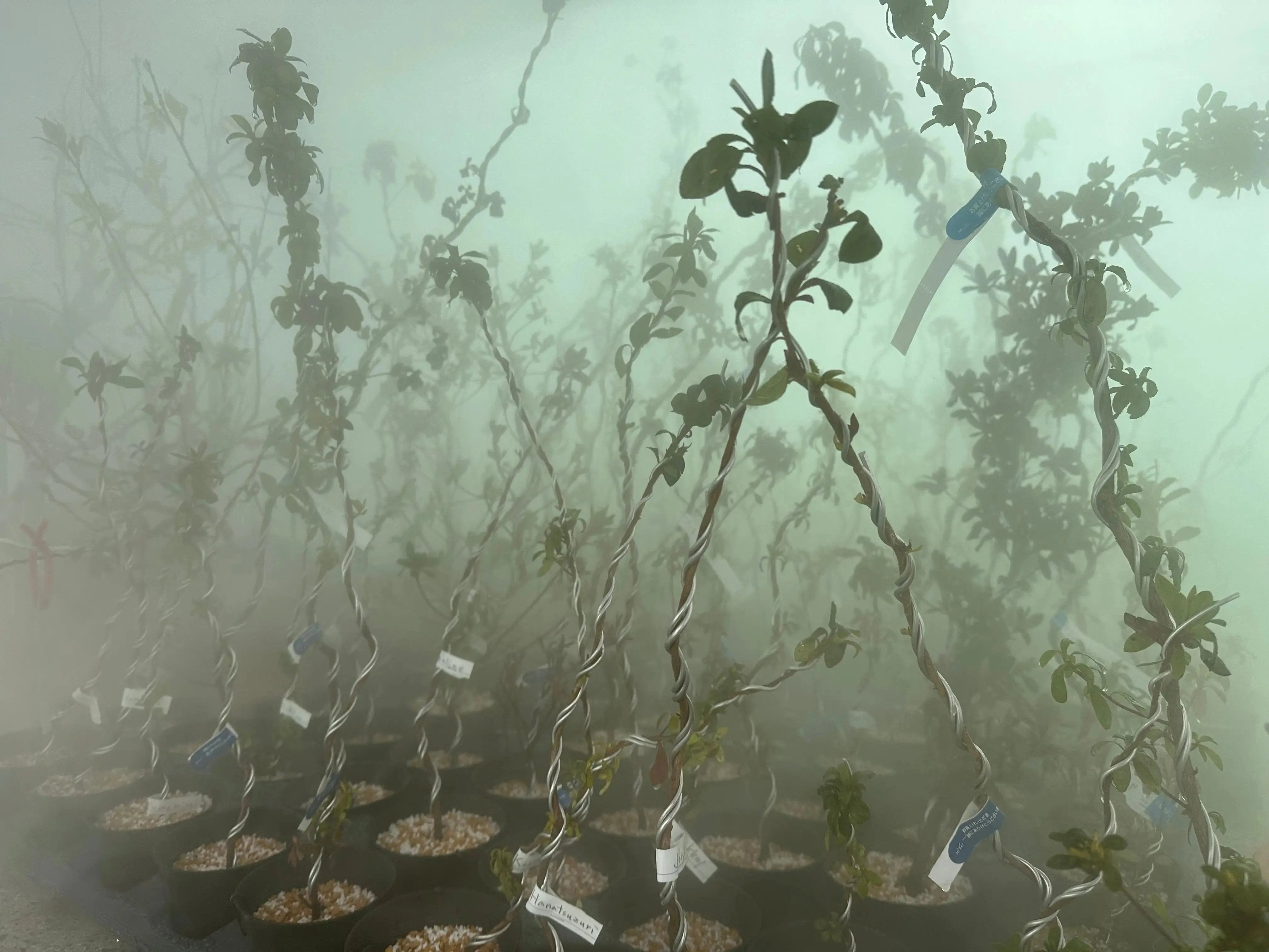 Rhododendron indicum Satsuki Azaleas (45 cultivars) (2026) Canada Bonsai