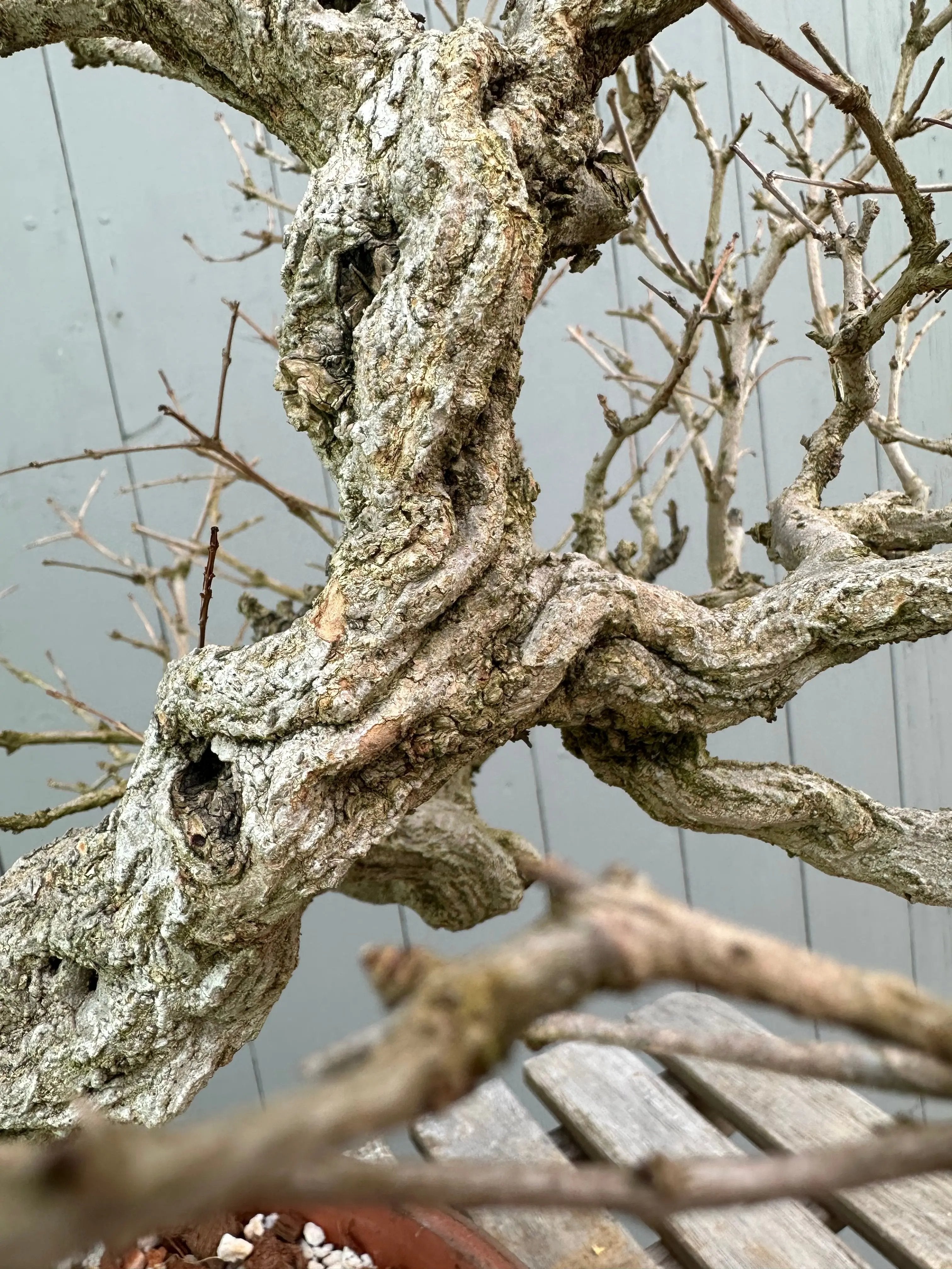 Pomegranate Neji-Kan Canada Bonsai