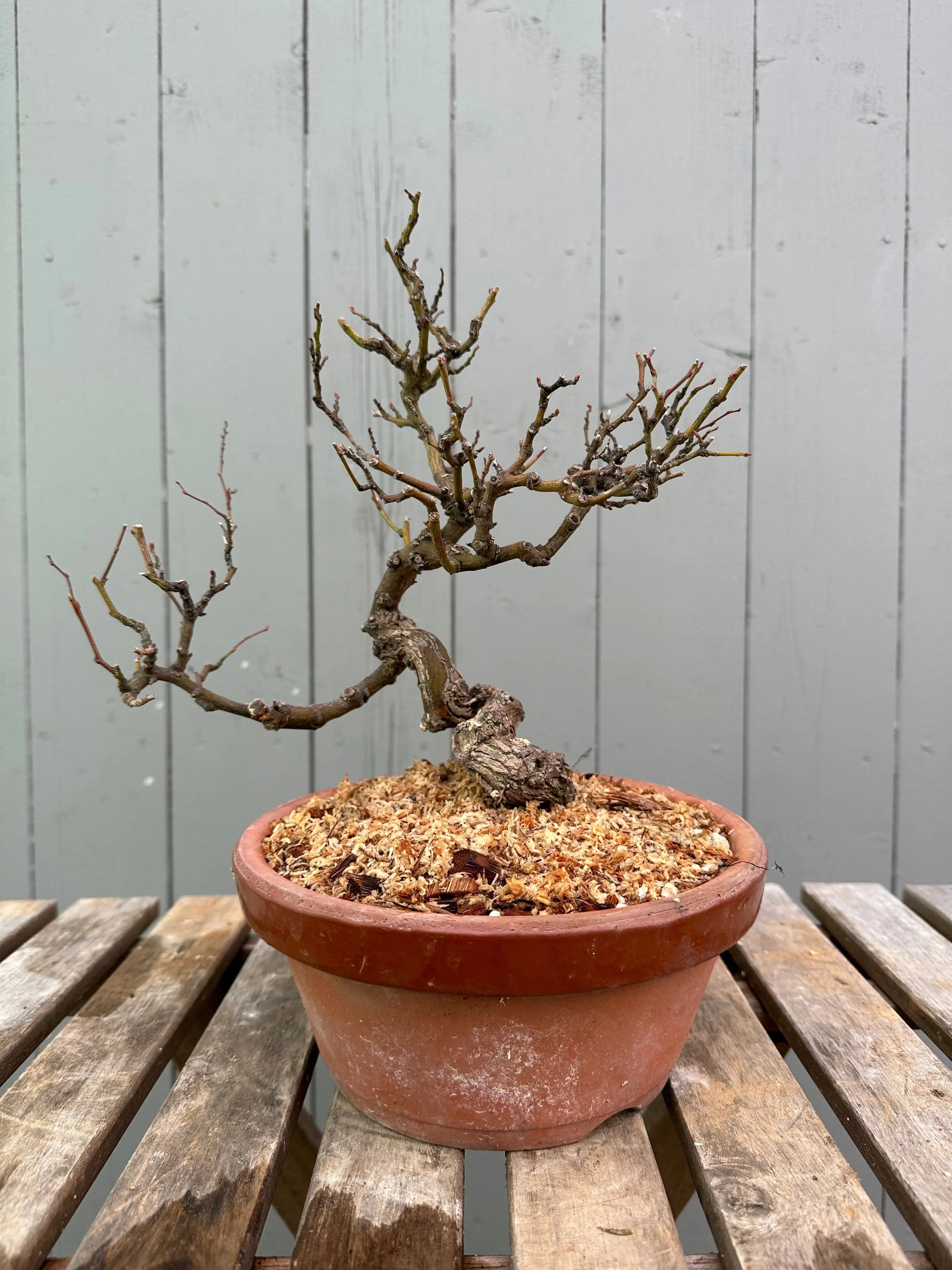 Kumayanagi Canada Bonsai