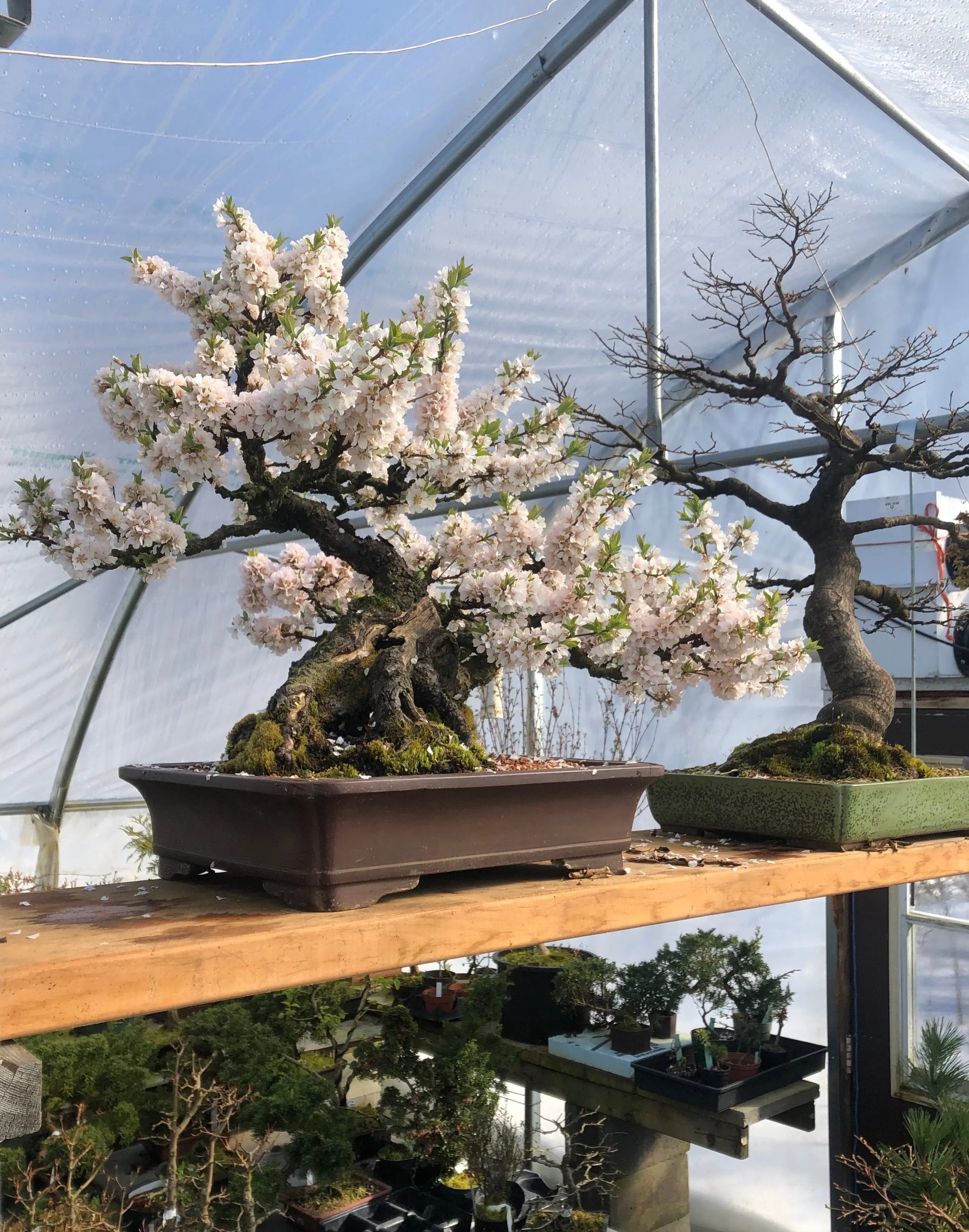 Cherry (P. tomentosa) Canada Bonsai