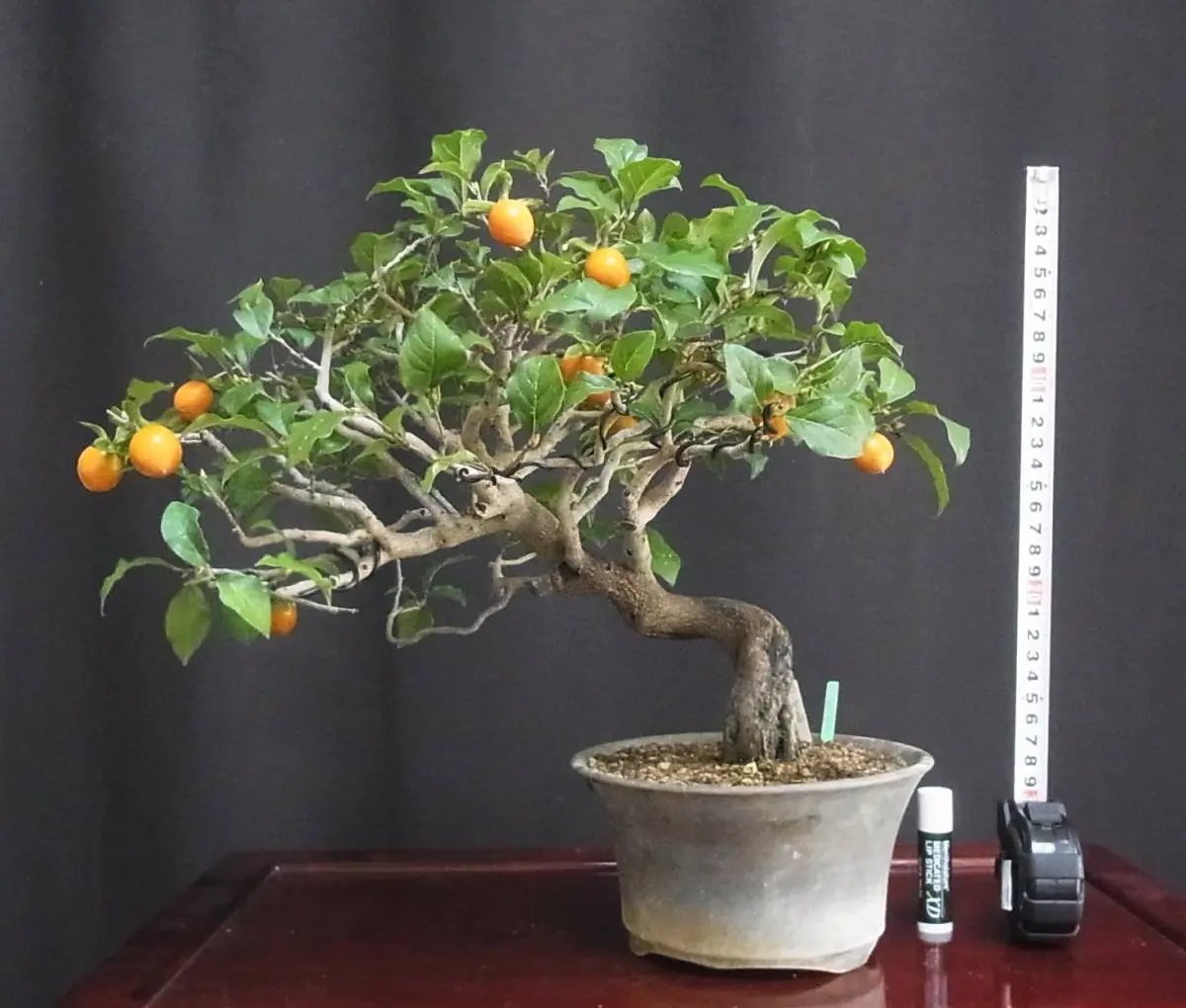Persimmon Canada Bonsai